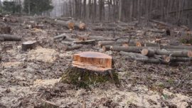 Embracing the 12 Month Postponement of EU Deforestation Regulation